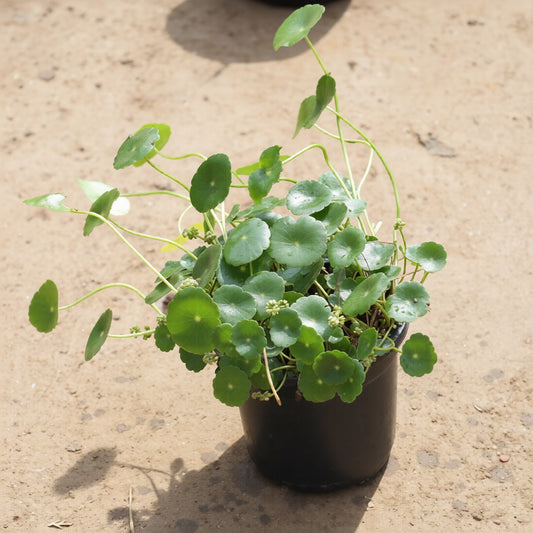 Brahmi Dollar /  Pennywort / Coin Plant in 4 Inch Nursery Pot