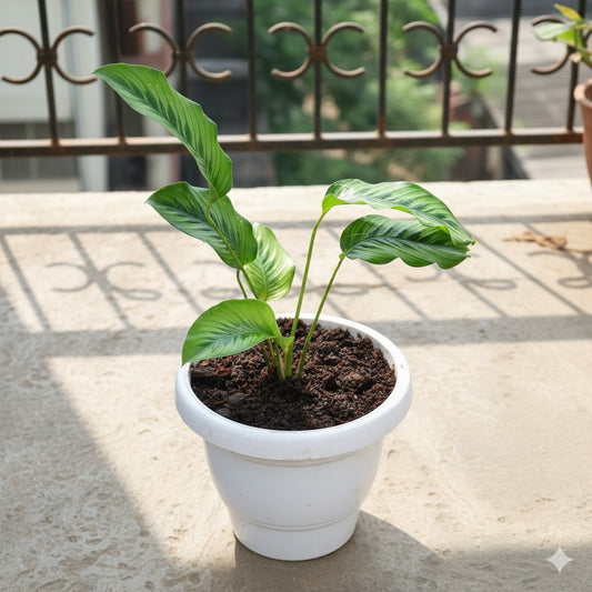 Calathea Majestica | 8 inch white classy plastic pot