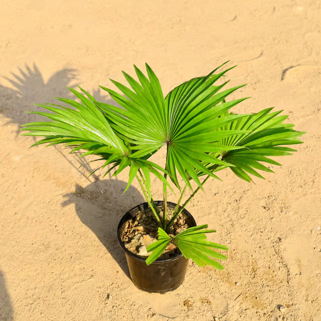 China Palm | 6 inch Nursery Pot