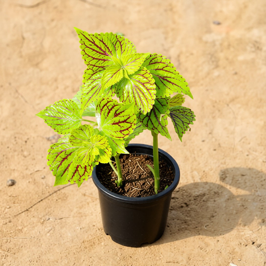 Coleus Green / Yellow | 4 Inch Nursery Pot