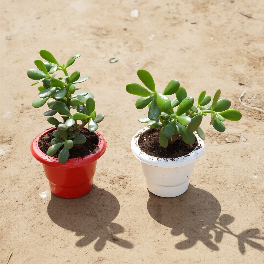Set of 2 Crassula Ovata in 6 Inch Red & White Classy Plastic Pot