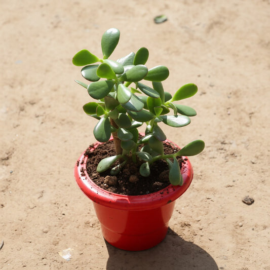 Crassula Ovata / Big Leaf Jade Plant in 6 Inch Red Classy Plastic Pot