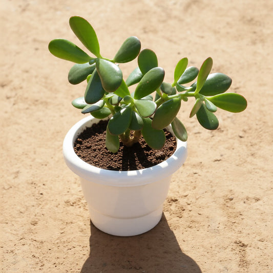 Crassula Ovata / Big Leaf Jade Plant in 6 Inch White Classy Plastic Pot