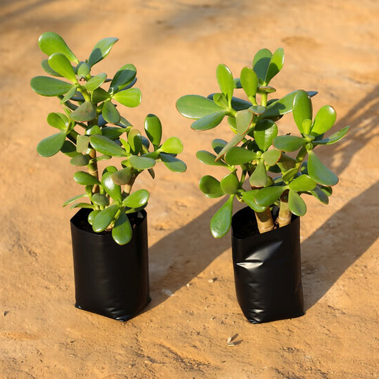 Set of 2 Crassula Ovata / Big Leaf Jade Plant in 4 Inch Nursery Bag