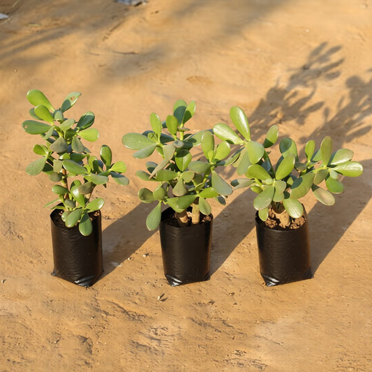 Set of 3 Crassula Ovata / Big Leaf Jade Plant in 4 Inch Nursery Bag