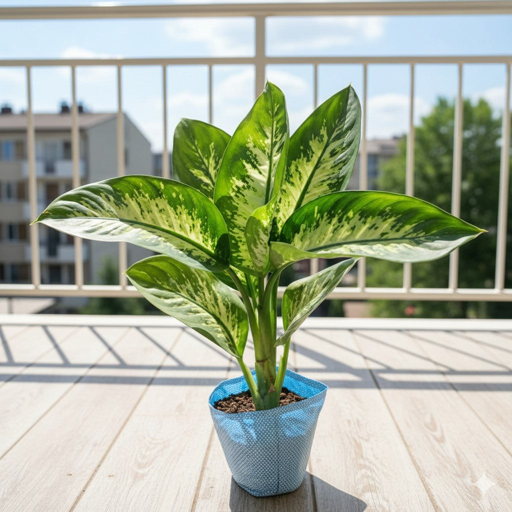 Dieffenbachia - Dumb Cane in 8 inch Nursery Bag