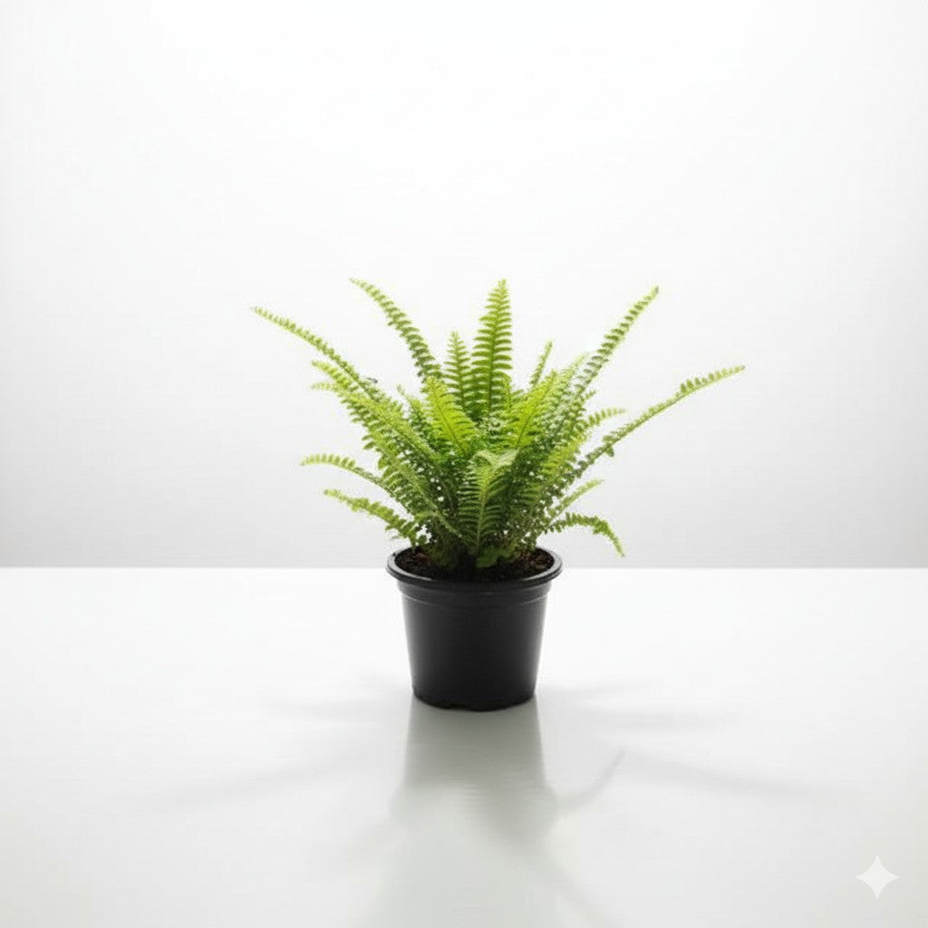 Fern Green in 6 inch Nursery pot