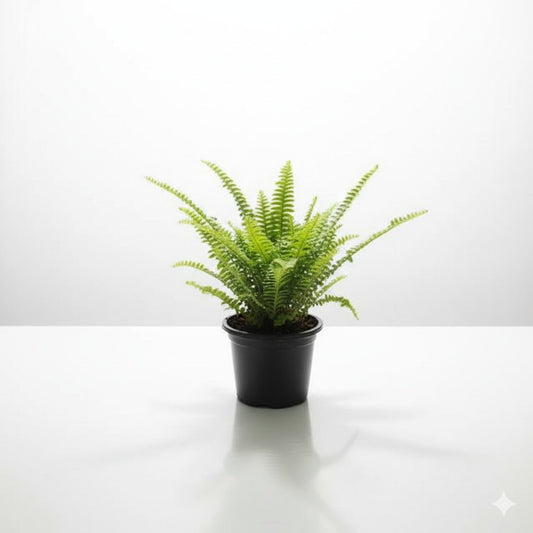 Fern Green in 6 inch Nursery pot