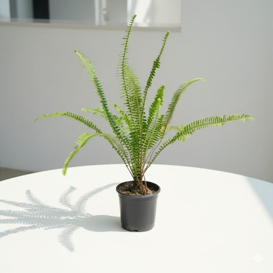 Boston Fern | 6 inch nursery pot