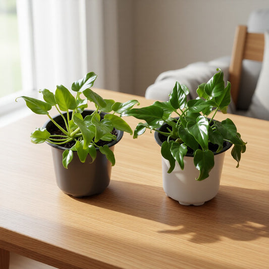 Set of 2 Dwarf Xanadu Golden and Green in 4 Inch Nursery Pot