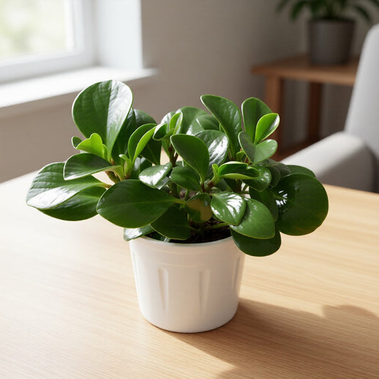Peperomia / Radiator Plant in 4 inch Nursery Pot