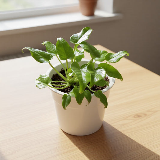 Dwarf Xanadu Golden in 4 Inch Nursery Pot