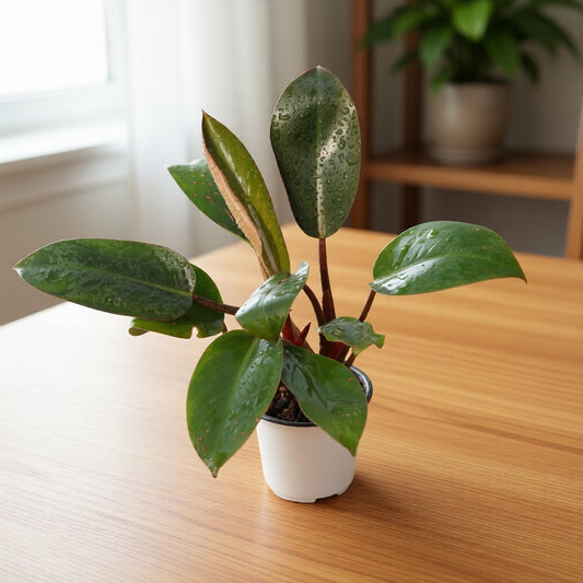 Philodendron Congo in 4 inch Nursery Pot