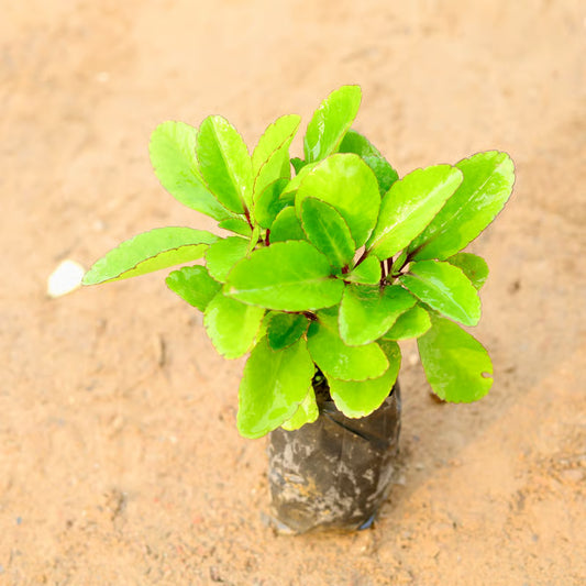 Patharchatta Medicinal Plant / Kalanchoe Pinnata in 4 Inch Nursery Bag