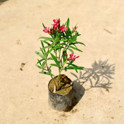 Kaner Darf Red | 4 inch nursery bag