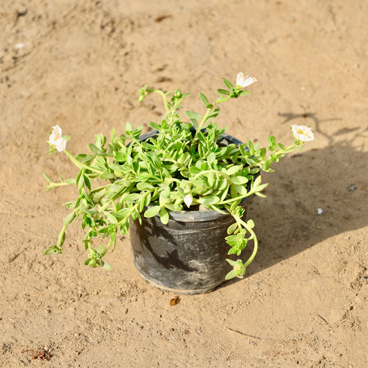 kulfa-common purslane any color | 4 inch nursery  pot