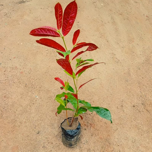 Laila Majnu / Excoecaria Bicolor in 4 Inch Nursery Bag