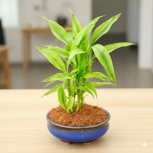 Golden Lucky Bamboo | 4X6 inch oval ceramic bonsai tray