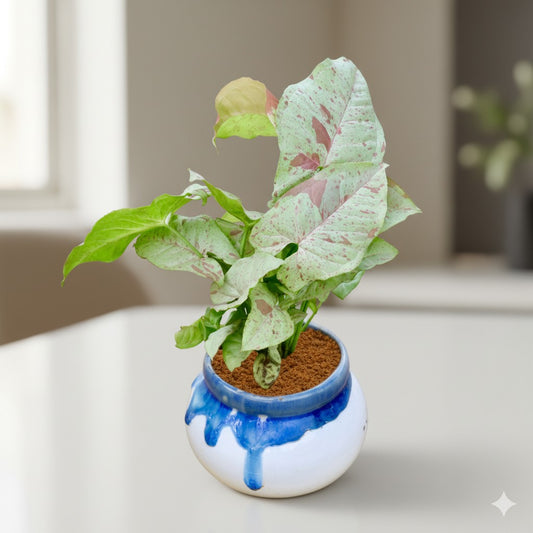 Syngonium Milky | 4 inch Blue shaded handi ceramic pot (Any Colour & Design)