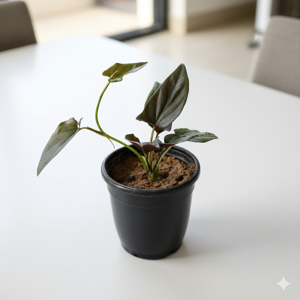 Money plant Black | 4 inch nursery pot