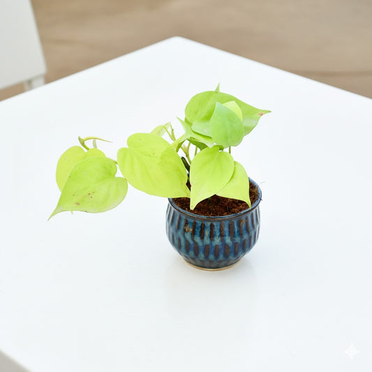 Oxycardium Golden | 4 inch Blue shaded textured ceramic pot