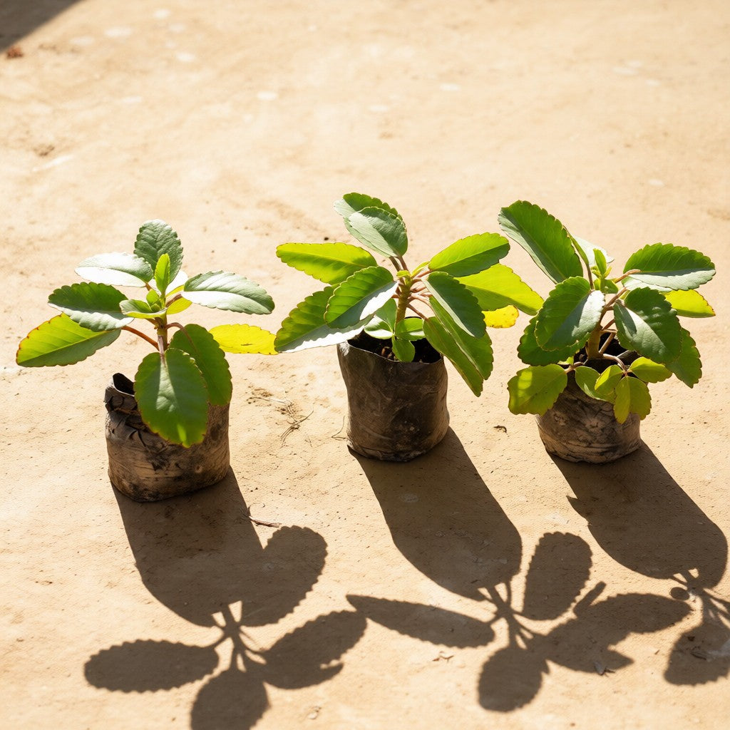 Set of 3 Patharchatta Medicinal Plant / Kalanchoe Pinnata in 4 Inch Nursery Bag