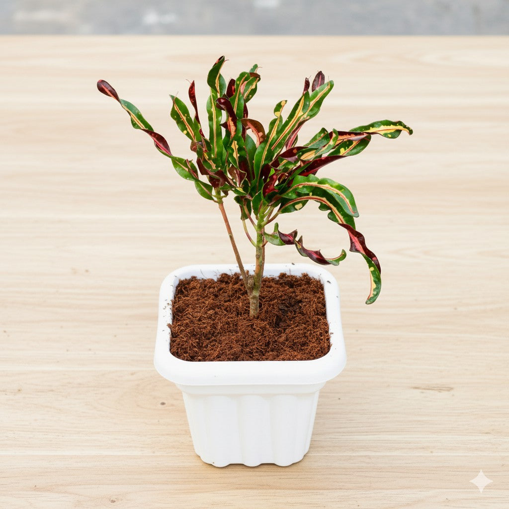 Croton curly boy / Screw Croton | 8 inch white heavy square plastic pot