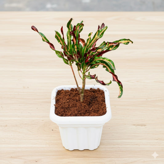 Croton curly boy / Screw Croton | 8 inch white heavy square plastic pot