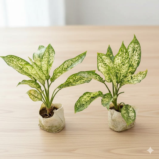 Set of 2 Aglaonema snow white | 4 inch nursery bag