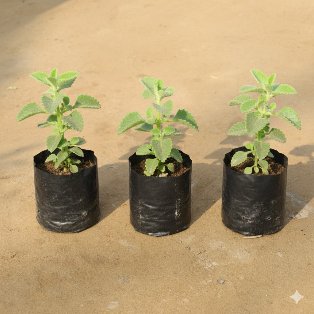 Set of 3 Ajwain Plant in 4 Inch Nursery Bag