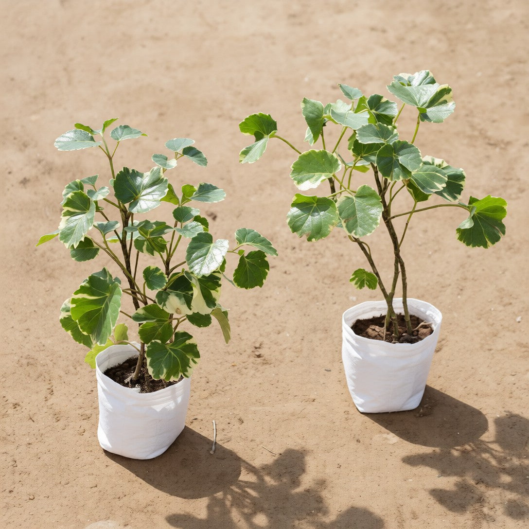 Set of 2 Aralia Apple Leaf in 4 Inch Nursery Bag