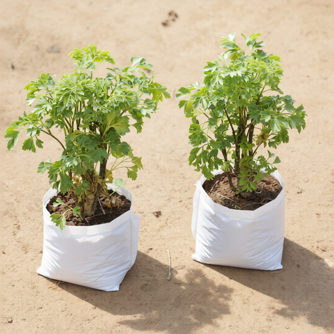 Set of 2 Aralia Green in 4 Inch Nursery Bag