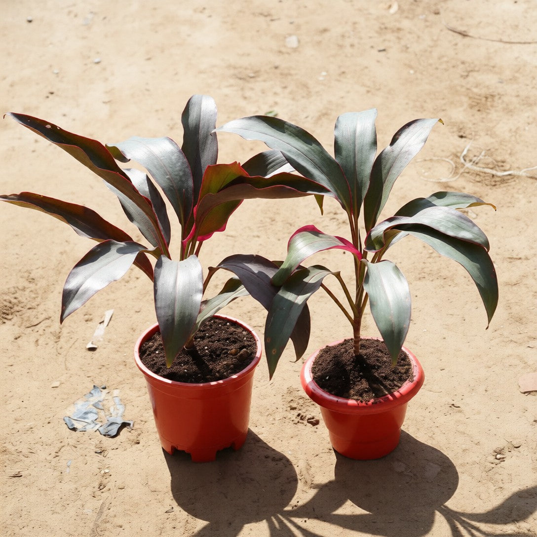 Set of 2 Dracaena Rosea in 6 Inch Red Classy Plastic Pot