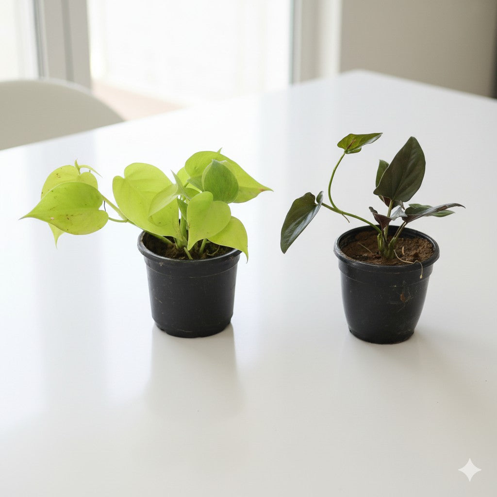 Set of 2 Oxycardium Golden and Money Plant black | 4 inch nursery pot