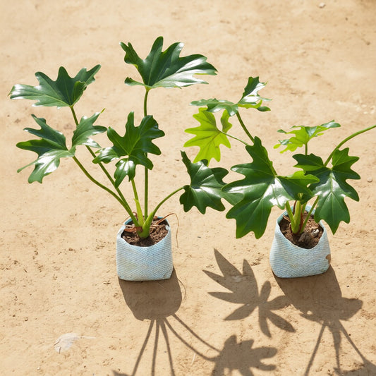 Set of 2 Philodendron Selloum in 4 Inch Nursery Bag