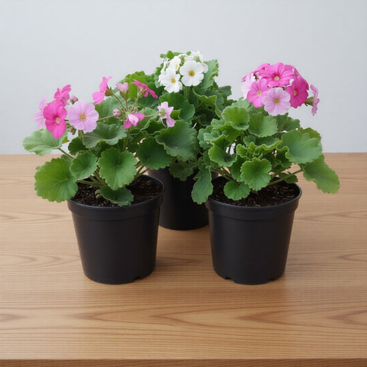 Set of 3 German Primrose / Primula (Any Colour) in 5 Inch Nursery Pot