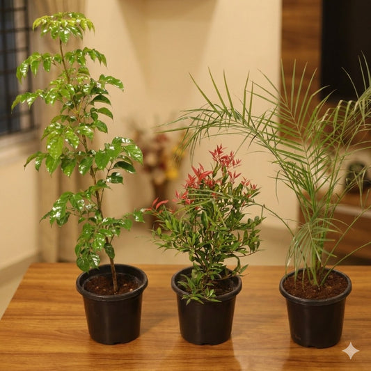 Set of 3 Large Outdoor Plants (Radermachera, Syzygium Red and Phoenix Palm In 8 Inch Nursery Pot