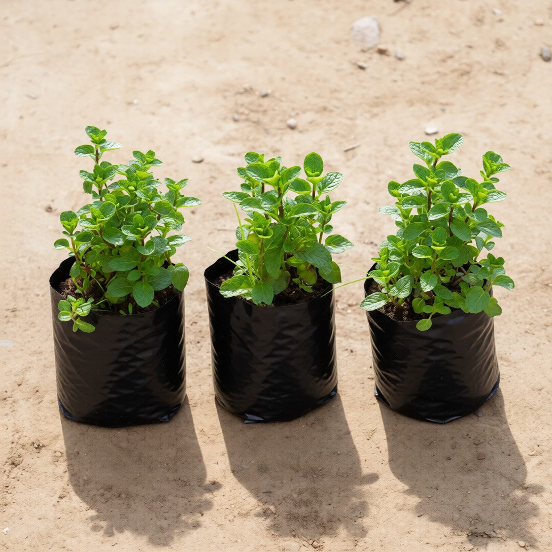 Set of 3 Mint / Pudina In 4 Inch Nursery Bag