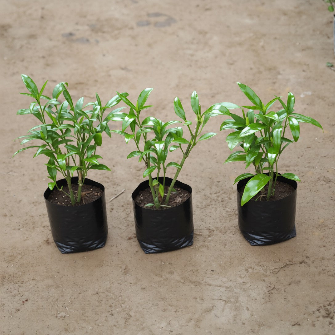 Set of 3 Sukh Shanti in 4 inch Nursery Bag