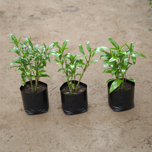 Set of 3 Sukh Shanti in 4 inch Nursery Bag