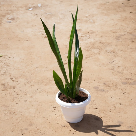 Snake Green / Sansevieria Long in 8 Inch White Classy Plastic Pot