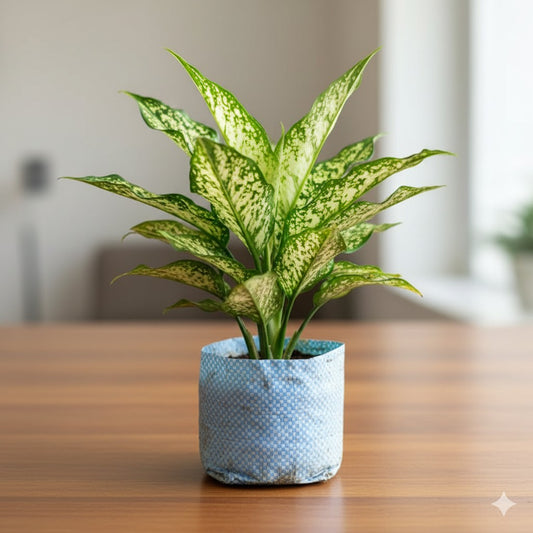 Buy Aglaonema snow white | 4 Inch Plant nursery bag โ Outdoor plant online at Limkrt India