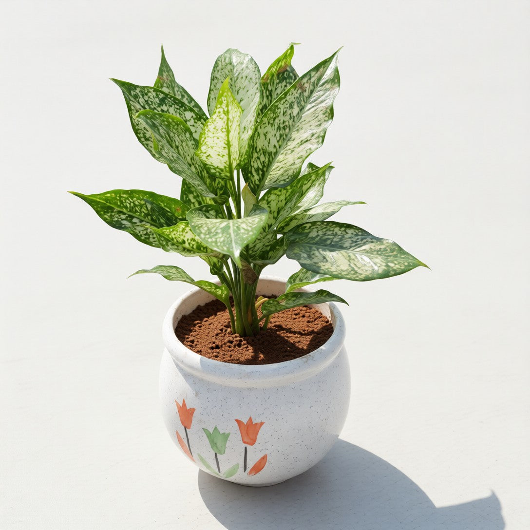Aglaonema Snow White in 8 Inch Matka Ceramic Pot (Any Colour & Design)