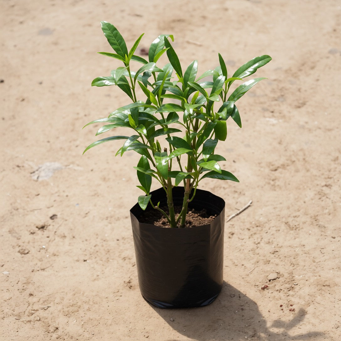 Sukh Shanti in 4 Inch Nursery Bag