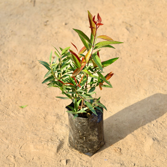 Buy syzygium red | 4 Inch Plant nursery bag โ Outdoor plant online at Limkrt India