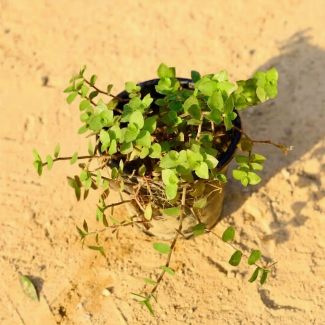 Turtle Vine Heart Shape in 4 Inch Nursery Pot