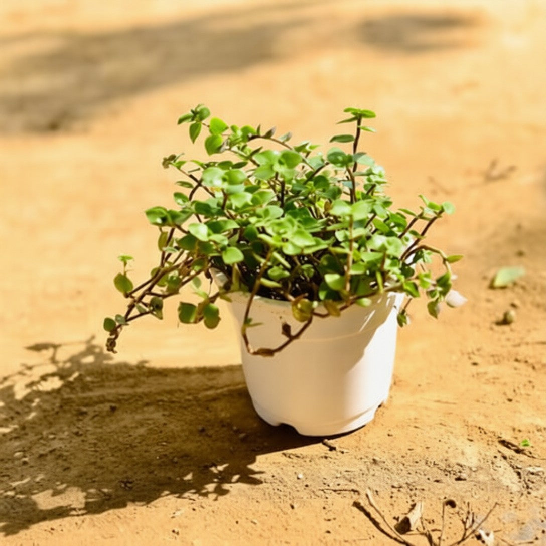Turtle Vine Heart Shape in 4 Inch Nursery Pot