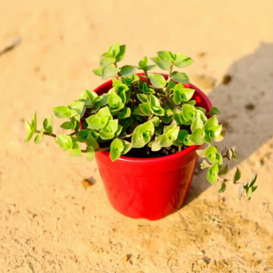 Turtle Vine in 4 Inch Nursery Pot