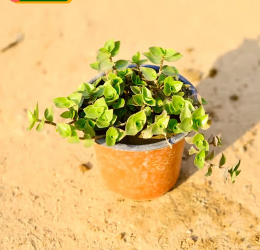 Turtle Vine in 4 Inch Nursery Pot